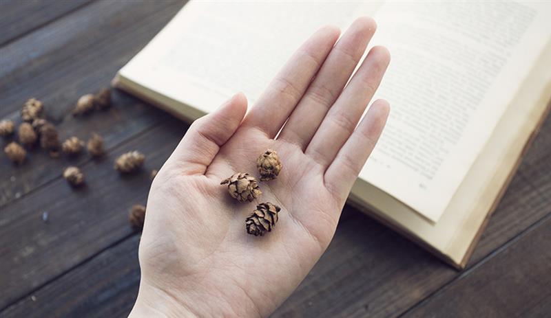 20 Wooden Natural Pinecones